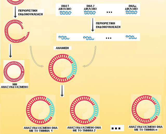 ΚΑΤΑΣΚΕΥΗ cdna ΒΙΒΛΙΟΘΗΚΗΣ Κλωνοποίηση γονιδίου που εκφράζονται σε ένα συγκεκριµένο κύτταρο Τα µονόκλωνα c-dna χρησιµεύουν ως