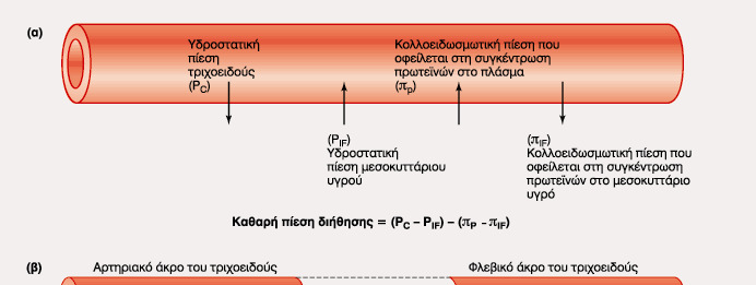 Ανταλλαγή Ύδατος στα Τριχοειδή ( ιήθηση- Απορρόφηση) Pc Υδροστατική Πίεση π :Ογκοτική Πίεση (Κολλοειδωσµωτική Πίεση) P Εξωκυττάριο Υγρό: Α)