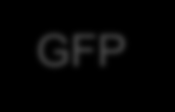 GFP GFP