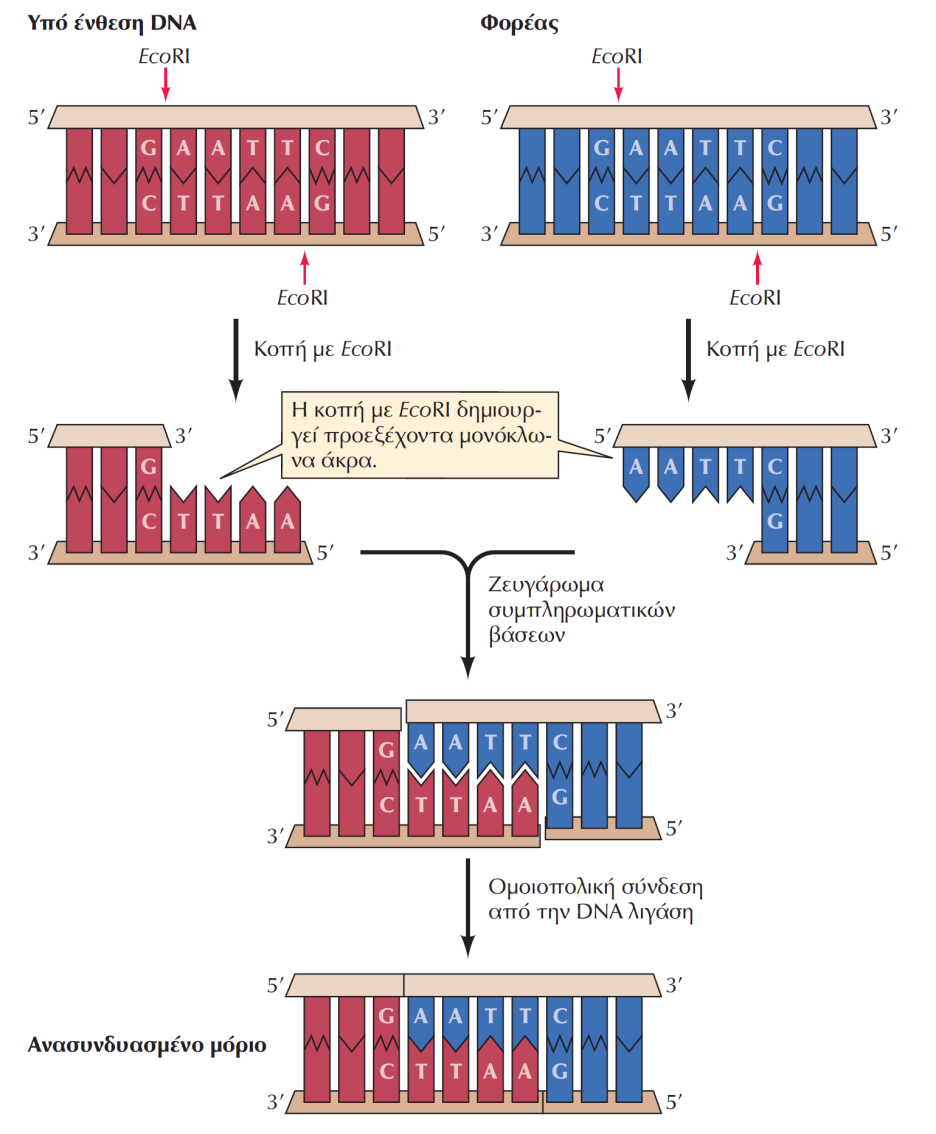 ΕΙΚΟΝΑ 4.17 Σύνδεση μορίων DNA.