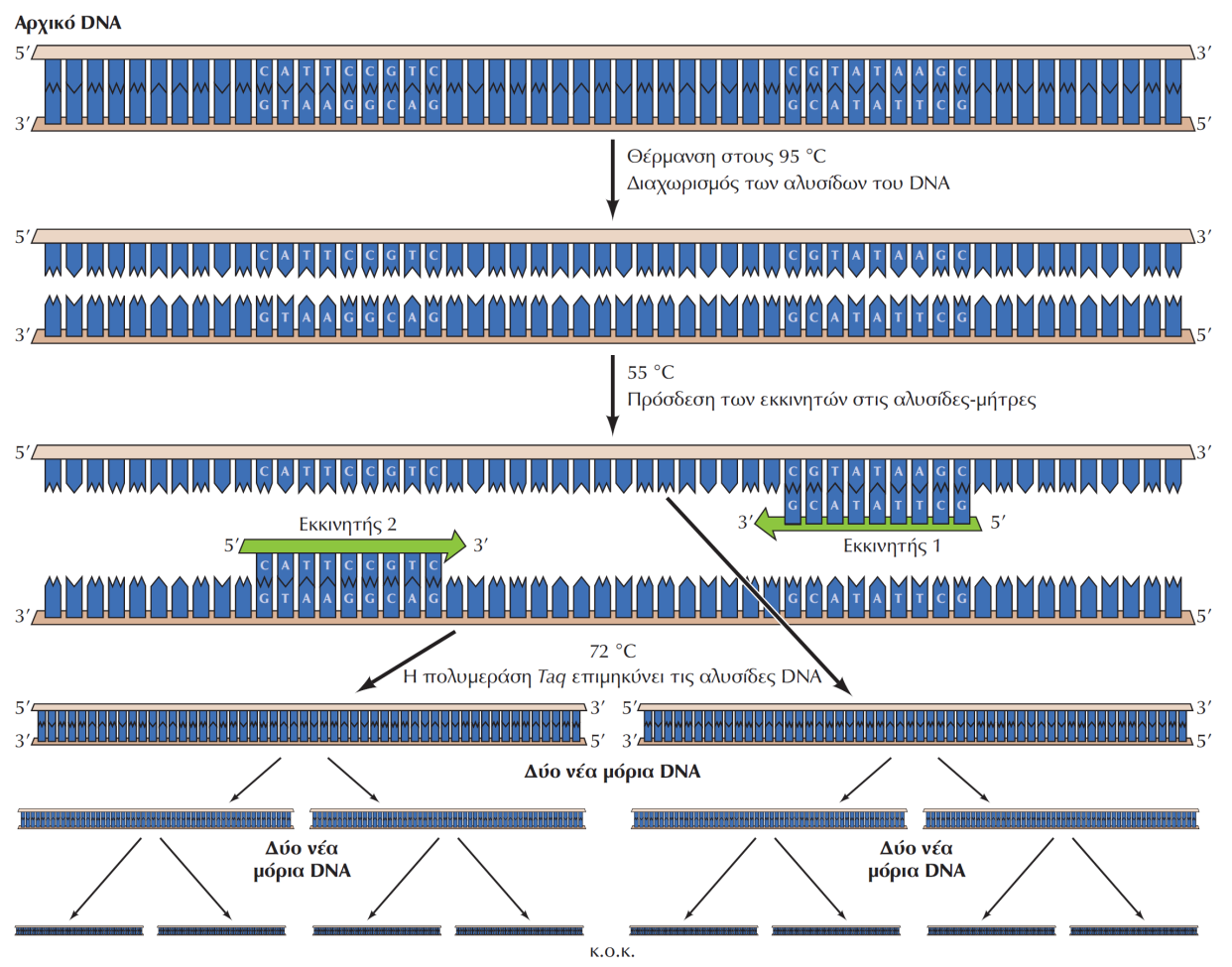 ΕΙΚΟΝΑ 4.23 Πολλαπλασιασμός του DNA με PCR.