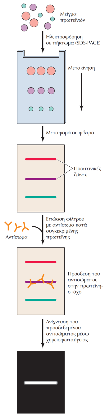 ΕΙΚΟΝΑ 4.29 Στύπωμα τύπου western.