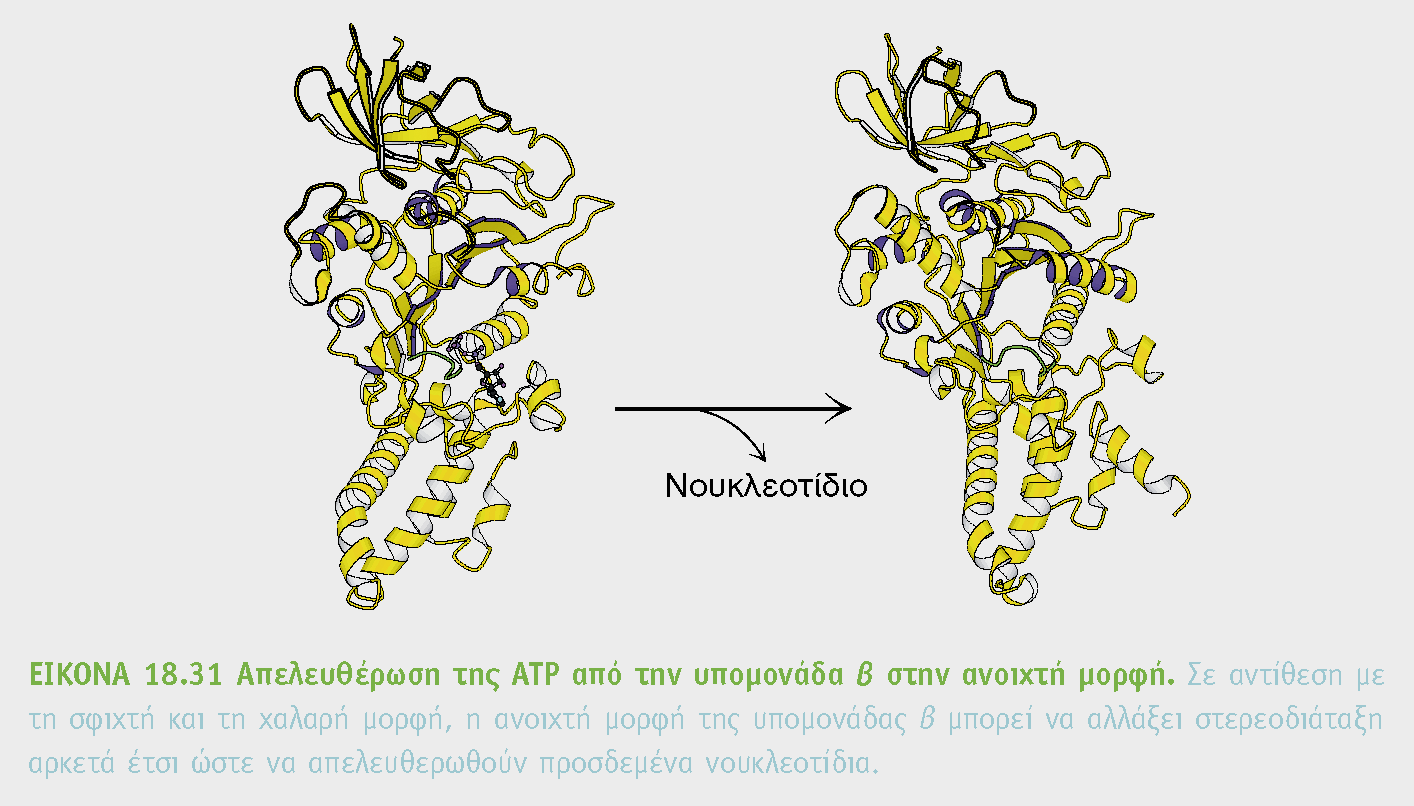 Με την περιστροφή αλλάζει το περιβάλλον της πρωτεΐνης και η συγγένεια πρόσδεσης με το ATP σπάσιμο ισχυρών δεσμών.