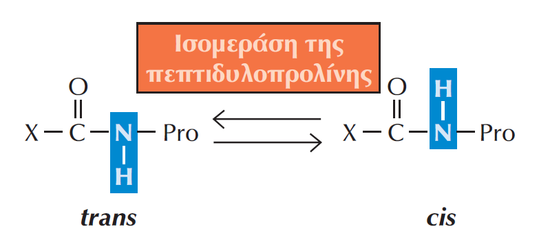 Ένζυμα που καταλύουν την αναδίπλωση των πρωτεϊνών Η δράση της ισομεράσης της πεπτιδυλοπρολίνης Το ένζυμο αυτό συναντάται τόσο