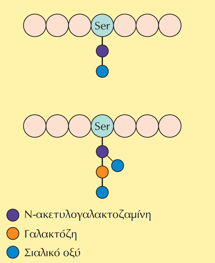 Γλυκοζυλίωση (glucosylation) Παραδείγματα Ο-συνδεδεμένων ολιγοσακχαριτών.