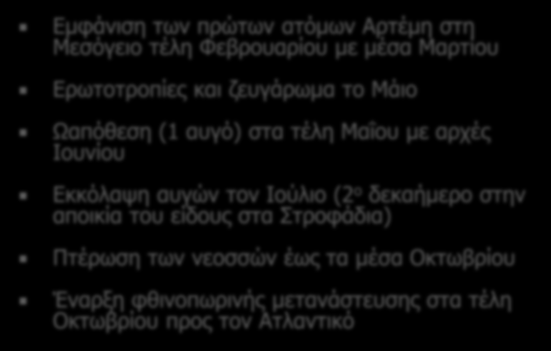 Εμφάνιση των πρώτων ατόμων Αρτέμη στη Μεσόγειο τέλη Φεβρουαρίου με μέσα Μαρτίου