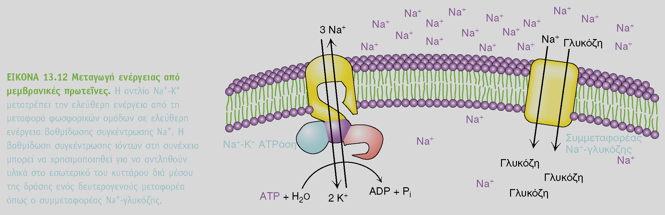 BIOXHMEIA, TOMOΣ I ΠANEΠIΣTHMIAKEΣ EKΔOΣEIΣ KPHTHΣ Γενικότερα μια αντλία όπως ATPάση Na + -K + μετατρέπει την ενέργεια του ATP σε ενέργεια βαθμίδωσης