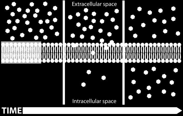 Μεταφορά μορίων δια μέσου μιας μεμβράνης Ενεργητική ή Παθητική μεταφορά Η μεμβρανική διαπερατότητας ενός μορίου εξαρτάται από