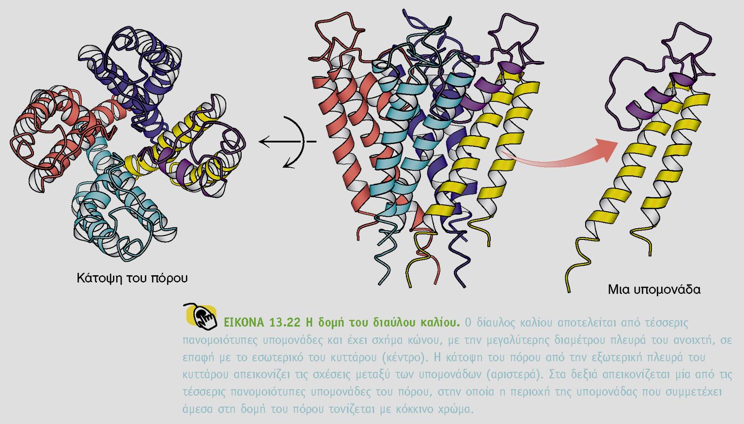 BIOXHMEIA, TOMOΣ I ΠANEΠIΣTHMIAKEΣ EKΔOΣEIΣ KPHTHΣ Η δομή του δίαυλου αποκαλύπτει την βάση εξειδικευμένης τάχιστης