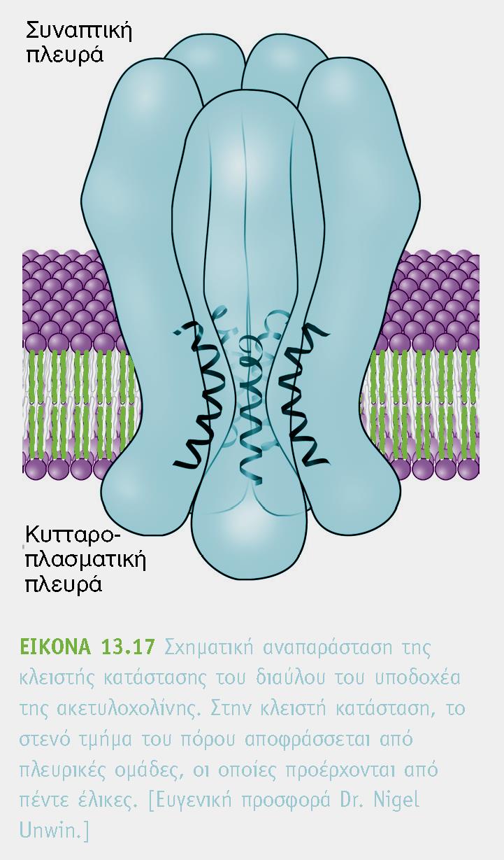 δημιουργούν έναν πόρο μέσα στην μεμβράνη Δέσμευση της ακετοχολίνης αλλαγή στερεοδιάταξης
