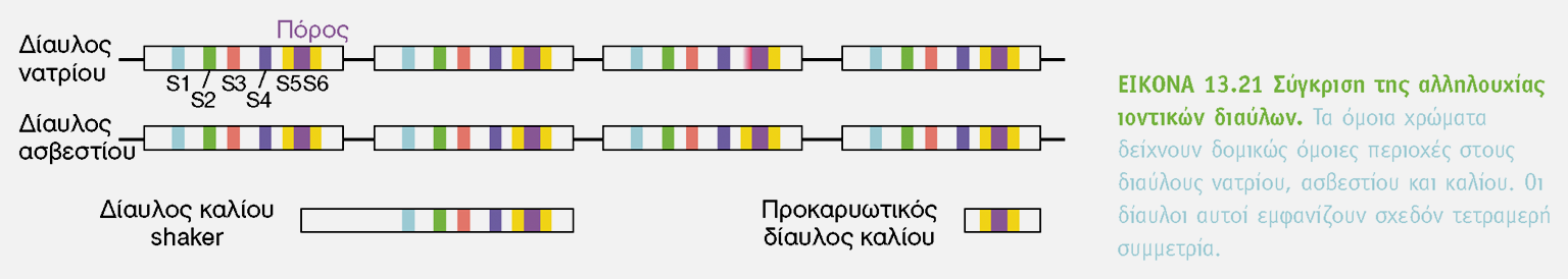 BIOXHMEIA, TOMOΣ I ΠANEΠIΣTHMIAKEΣ EKΔOΣEIΣ KPHTHΣ Ο δίαυλος K + ανάλογος του Na + (ήταν δύσκολο να ανακαλυφθεί λόγο έλλειψης γνωστού προσδέματος) άλλα σε μικρή αφθονία.