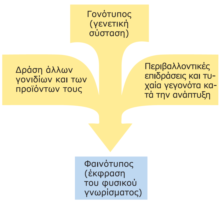 Ομόλογα χρωμοσώματα: Ζευγάρι χρωμοσωμάτων είναι ακριβώς όμοια (έχουν το ίδιο σχήμα και μέγεθος, και περιέχουν την ίδια σειρά γονιδίων που ελέγχουν την ίδια ιδιότητα με διαφορετικό, ενδεχομένως,