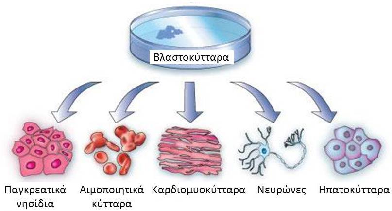 Κεφάλαιο 8 Βλαστοκύτταρα -
