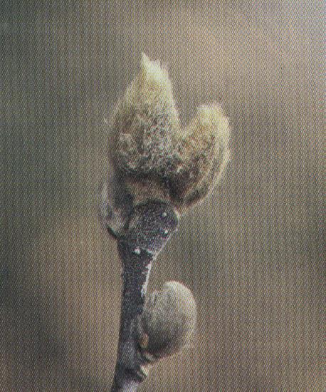 Μεταμορφωμένα φύλλα Λέπια Οφθαλμών προστασία στη διάρκεια του χειμώνα άμισχα ή με
