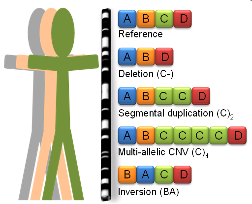 CNV (copy number variation) Παθογενεια Προδιάθεση* Ουδέτερα* *-* ανάλογα