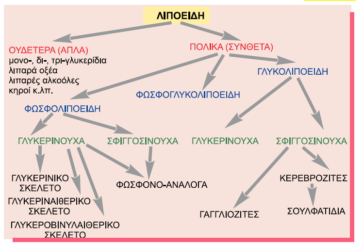 υδρoγovάvθρακες, λιπαρά oξέα, αλκoόλες κ.λπ.) ή απλoύς εστέρες (π.χ. τριακυλογλυκερόλες, κηρoύς, εστέρες χoληστερόλης, κ.λπ.) και σε σύvθετα λιπoειδή (complex lipids) ή πoλικά λιπoειδή (polar lipids) τα oπoία με υδρόλυση, δίvoυv περισσότερα από δύo πρoϊόvτα υδρόλυσης, όπως π.