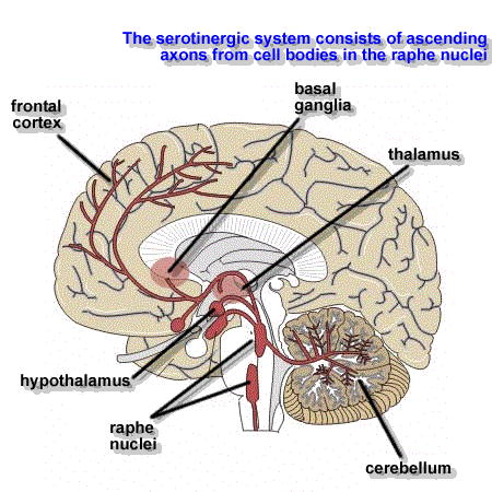 Πυρήνες της ραφής κατά μήκος της μέσης γραμμής του εγκεφαλικού στελέχους περιέχουν νευρώνες πλούσιους σε σεροτονίνη, παρέχοντας έτσι σεροτονινεργική εννεύρωση στο φλοιό, την αμυγδαλή, τον υποθάλαμο,