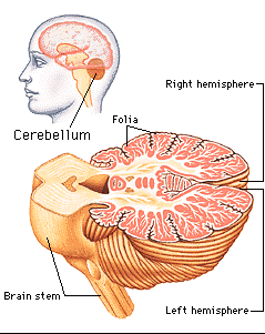 Παρεγκεφαλίδα Βρίσκεται στον οπίσθιο κρανιακό βόθρο, πίσω από τη γέφυρα και τον προμήκη μυελό. Αποτελείται από δύο ημισφαίρια που συνδέονται μεταξύ τους μέσω του σκώληκα.