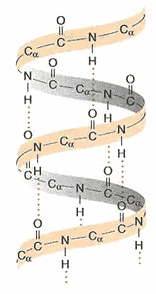 Estructura de las proteínas Primaria H 2 N aa 1 aa