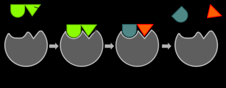 Concepto Componentes Apoenzima (centro activo) Coenzima
