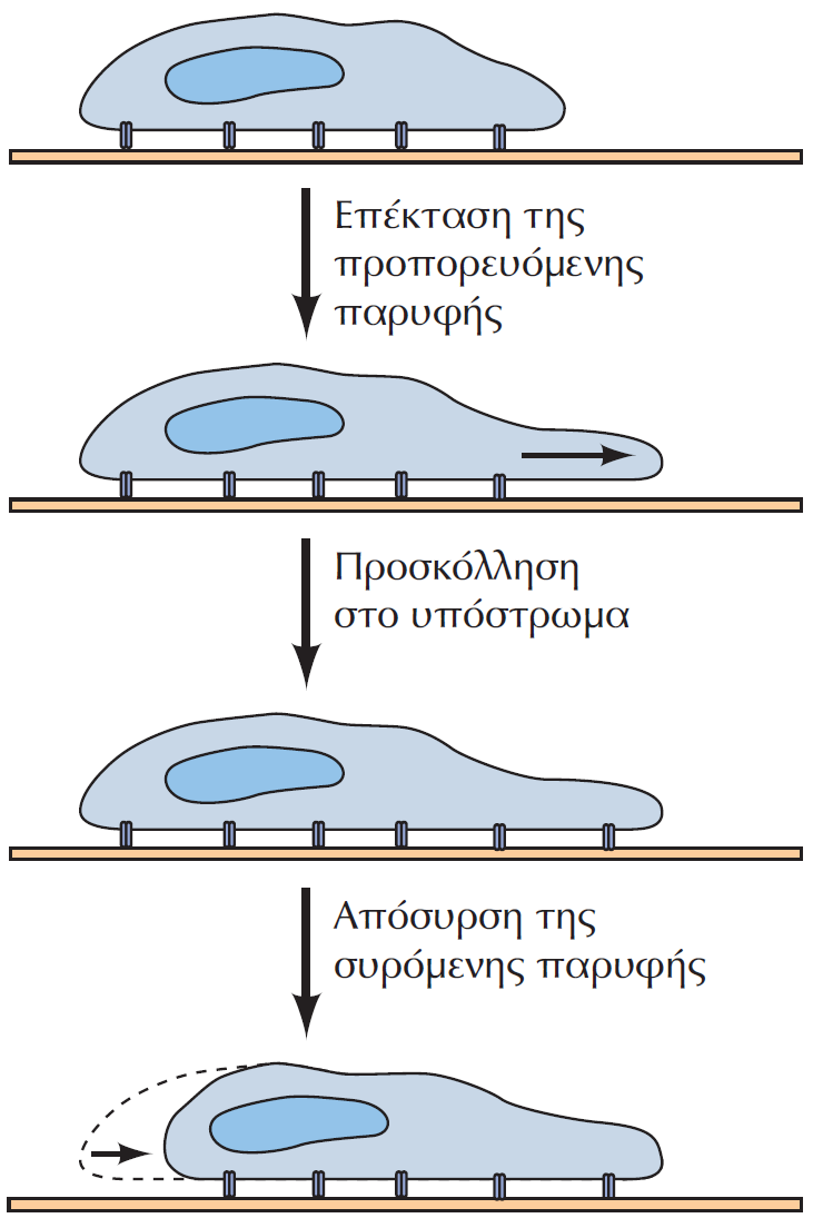 Τα στάδια της μετανάστευσης