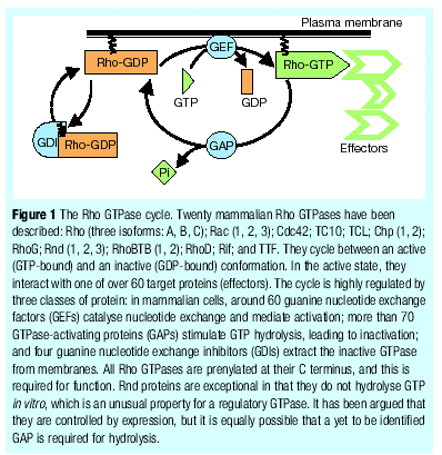 Οικογένεια πρωτεινών Rho: Μοριακοί διακόπτες
