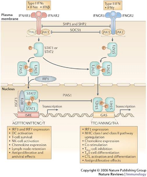 ΔΡΑΕΙ ΙΝΣΕΡΥΕΡΟΝΩΝ Dunn et al. Nature Reviews Immunology 6, 836 848 (November 2006) doi:10.