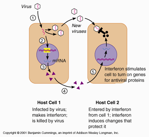 ΙΝΣΕΡΥΕΡΟΝΕ Alick Isaacs & Jean Lindenmann (1957) Virus interference, I: The interferon. Proc. R. Soc. Lond. B Biol. Sci.