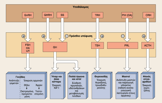3δ. Οι ορμόνες της αδενο-υπόφυσης και οι