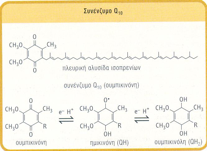 ΠΛΑΣΤΟΚΙΝΟΝΗ=ΧΛΩΡΟΠΛΑΣΤΕΣ ΜΕΤΑΚΙΝΟΝΗ=ΒΑΚΤΗΡΙΑ Υδρόφοβος ubiquitous quinone μεταφορέας