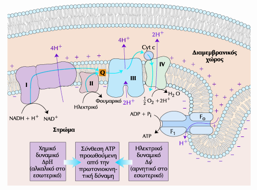 ADP + P i + nh + P ATP + nh + N 2Η +