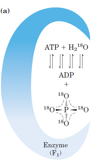 Πείραμα ανταλλαγής 18 Ο Ενζ-ΑΤΡ ADP + Pi ΔG ~ 0 K eq = k -1 /k 1 = 24 s -1 / 10 s -1