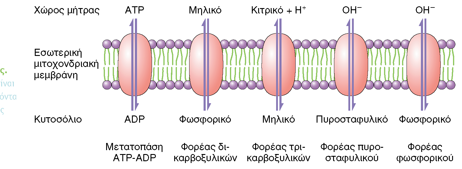 Άλλοι μεταφορείς