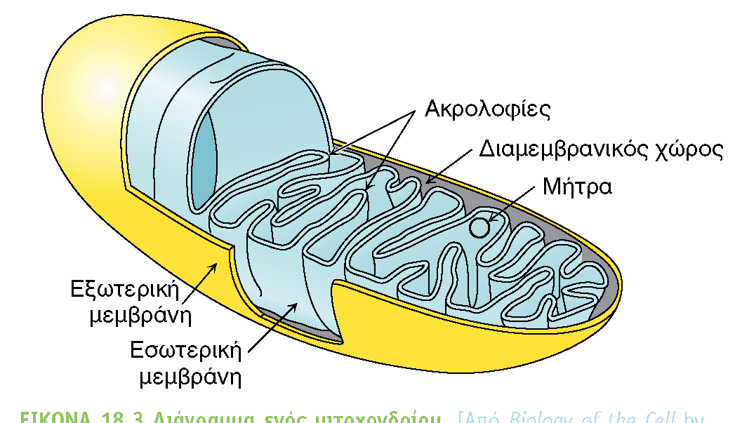 Μιτοχόνδρια G.