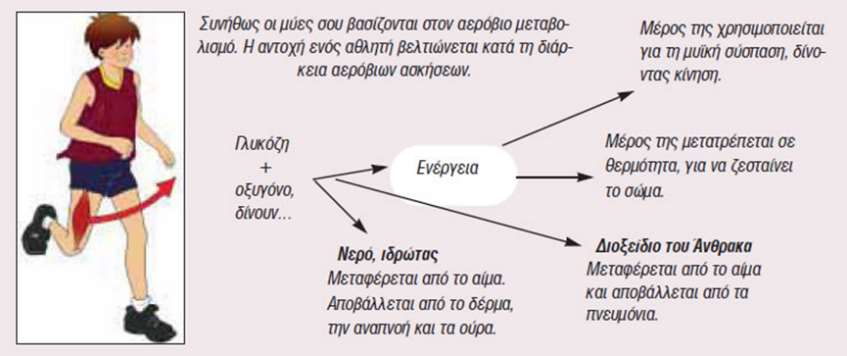 Ποιες αερόβιες μεταβολές