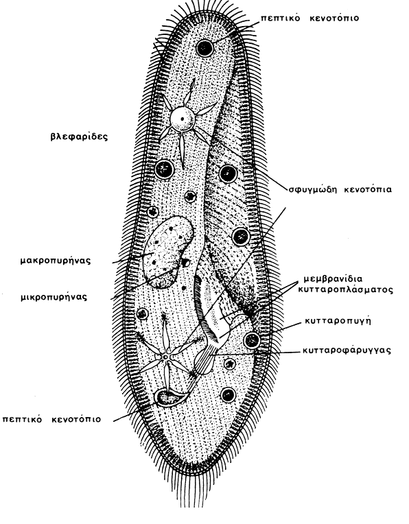 2.1. Ομοταξία : Βλεφαριδοφόρα φέρουν βλεφαρίδες αποτελούν τα τελειότερα οργανωμένα Πρωτόζωα αμφίπλευρη, ακτινωτή ή
