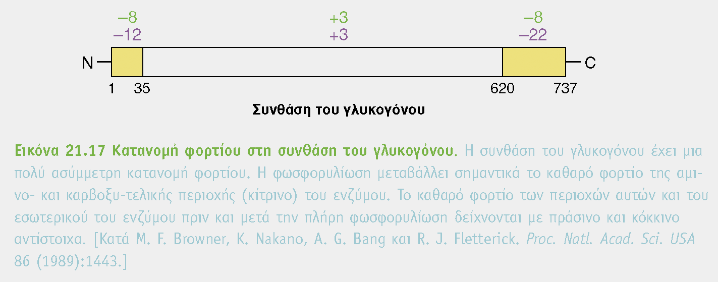 Η συνθάση του γλυκογόνου φωσφορυλίωνεται από την πρωτεϊνική κινάση Α (προσθήκη PO 4-2 ομάδων) και απενεργοποιείται μερικώς (μορφή b).