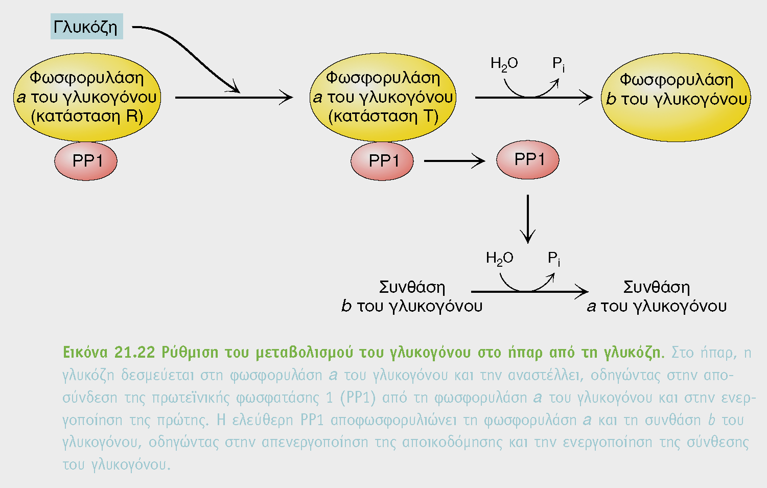 Ο μεταβολισμός του γλυκογόνου στο ήπαρ ρυθμίζει το επίπεδο γλυκόζης στο αίμα Η φωσφορυλαση a είναι αισθητήρας για την γλυκόζη στο ήπαρ.