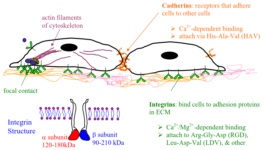 Αλληλεπίδραση Κυττάρων βιοϋλικών Μηχανισμοί ρόφησης κυττάρων: Τα κύτταρα συνδέονται μεταξύ τους και με την εξωκυττάρια θεμέλια ουσία με τη βοήθεια των δεκτών/υποδοχέων ρόφησης ή πρόσδεσης οι οποίοι