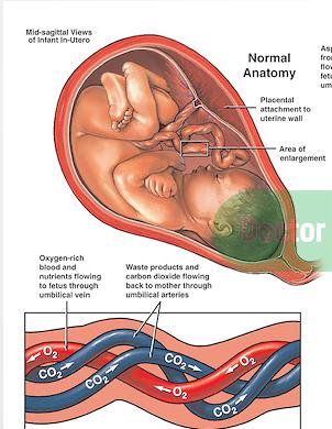 CTG Έλεγχος για υποξία εμβρύου Κατά τον τοκετό οι απαιτήσεις μητέρας και εμβρύου σε ενέργεια και οξυγόνο αυξάνονται Το έμβρυο μετατρέπει το γλυκογόνο σε αμινοξέα και μετά,
