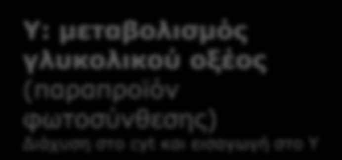 ΦΩΤΟΑΝΑΠΝΟΗ ΓΛΥΚΟΛΙΚΟΣ ΚΥΚΛΟΣ Υ: μεταβολισμός