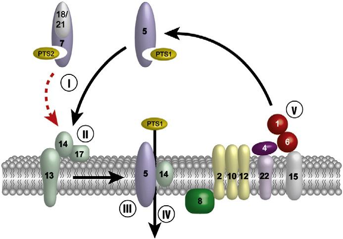 to the Y membrane. (III) Cargo-translocation into the peroxisomal matrix. (IV) Disassembly of the receptor cargo complex and (V) export of the receptor back to the cytosol.