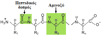 Σχήμα 2.4 : Αναπαράσταση πολυπεπτιδικής αλυσίδας που περιέχει αμινοξύ στα άκρα με ελεύθερο ΝΗ 2 και στο άλλο άκρο αμινοξύ με την ομάδα COOH. 2.2.2 Δομή πρωτεϊνών 2.2.2.1 Πρωτοταγής δομή Τα αμινοξέα συνδέονται με πεπτιδικούς δεσμούς για να σχηματίσουν πολυπεπτιδικές αλυσίδες.
