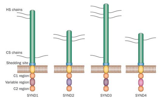 Εισαγωγή rydican/amphiglycan), ενώ το γονίδιο συνδεκάνης συναντάται επίσης και στη D. melanogaster, καθώς και στον σκώληκα C. elegans (Rapraeger, 2001).