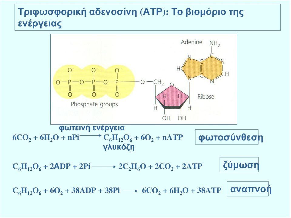 φωτοσύνθεση C 6 H 12 O 6 + 2ΑDP + 2Pi 2C 2 H 6 O + 2CO 2 + 2ATP C