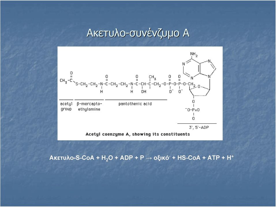 O + ADP + P οξικό -