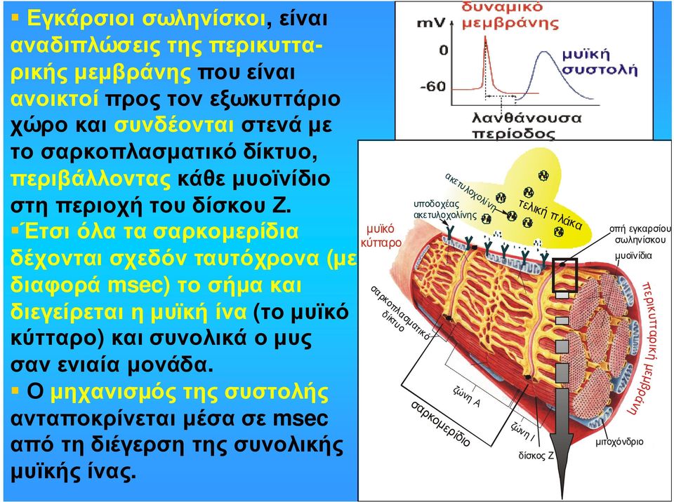 ακετυλοχολίνης µυϊκό Έτσι όλα τα σαρκοµερίδια κύτταρο δέχονται σχεδόν ταυτόχρονα (µε σα διαφορά msec) το σήµα και ρκ οπ λ δ ίκτ α σµ διεγείρεται η µυϊκή ίνα (το µυϊκό υ ο ατ ι κό