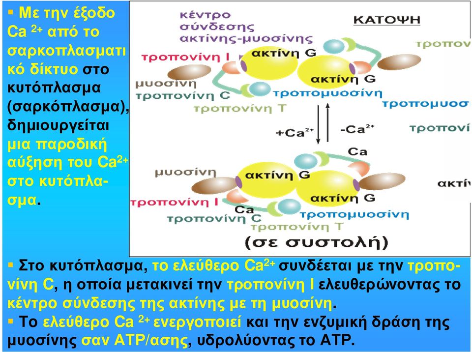 Στοκυτόπλασµα, τoελεύθερo Ca 2+ συvδέεταιµετηvτρoπovίvη C, η οποία µετακινεί την τροπονίνη Ι