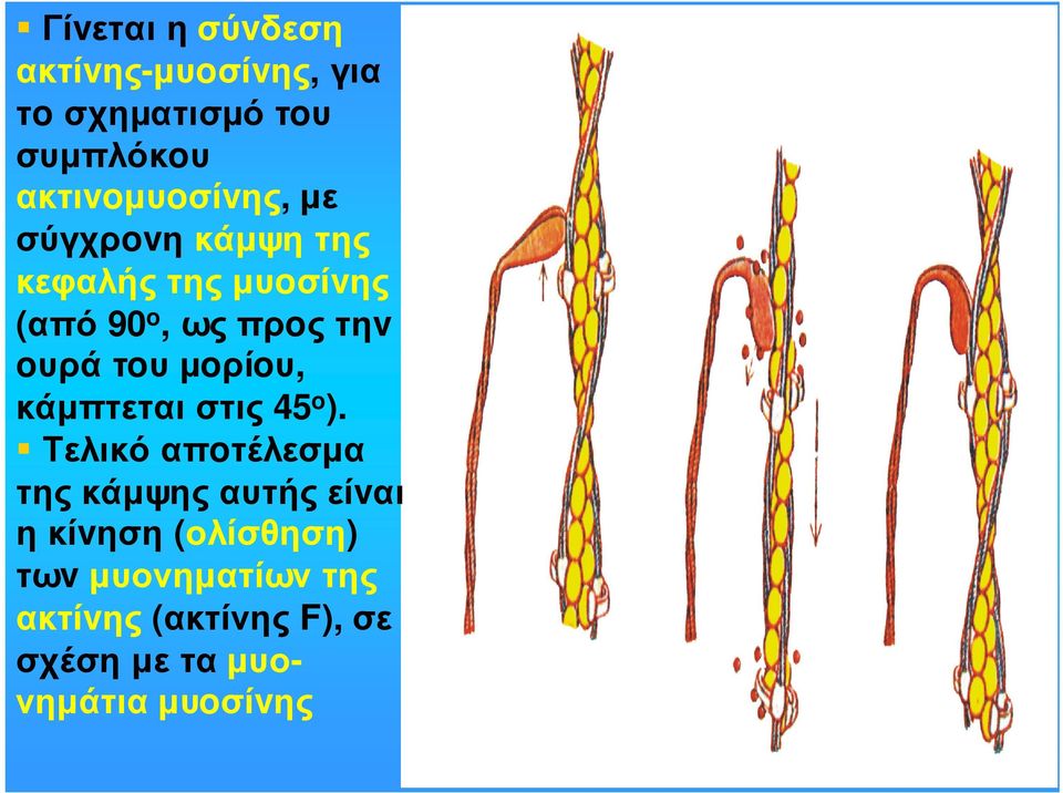 ωςπρoςτηv oυράτoυµoρίoυ, κάµπτεταιστις 45 o ).