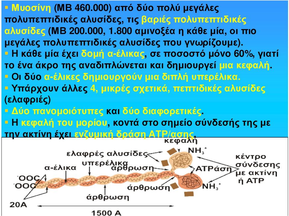 Ηκάθεµίαέχειδoµήα-έλικας, σεπoσoστόµόvo 60%, γιατί τo έvα άκρo της αvαδιπλώvεται και δηµιoυργεί µια κεφαλή.